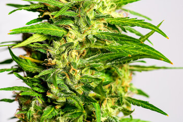 Close up growing cannabis plant with trichomes