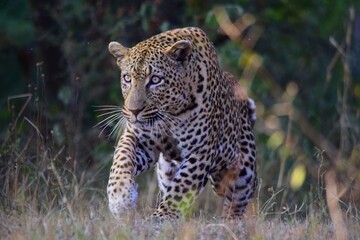 African leopard photo taken in Kruger National Park