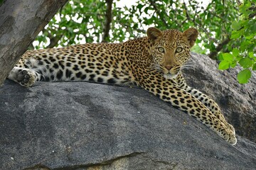 African leopard photo taken in Kruger National Park