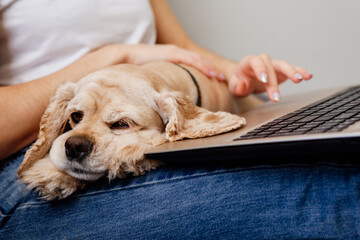 golden-colored dog lies on the lap of the owner typing on a laptop