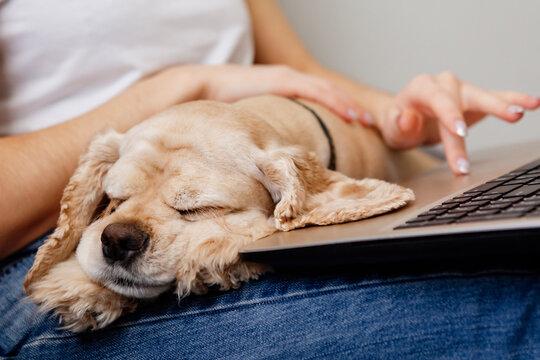 golden-colored dog lies on the lap of the owner typing on a laptop