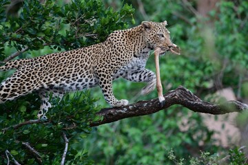 African leopard photo taken in Kruger National Park