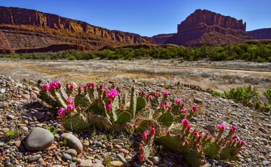 Flowering cactus plants, Pink flowers of Opuntia polyacantha in Canyonlands National Park, Utha