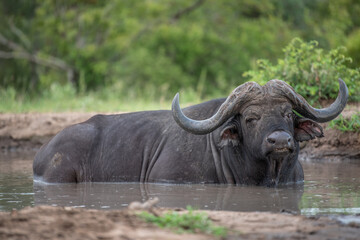 Old male buffalo wallowing