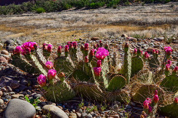Flowering cactus plants, Pink flowers of Opuntia polyacantha in Canyonlands National Park, Utha