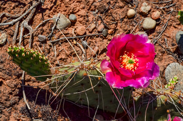 Flowering cactus plants, Pink flowers of Opuntia polyacantha in Canyonlands National Park, Utha