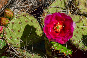Flowering cactus plants, Pink flowers of Opuntia polyacantha in Canyonlands National Park, Utha