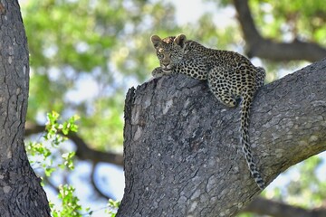 African leopard photo taken in Kruger National Park