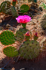 Flowering cactus plants, Pink flowers of Opuntia polyacantha in Canyonlands National Park, Utha