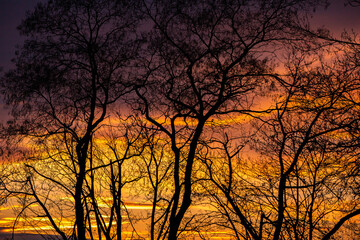 Pattern of dried tree braches texture against red sunset sky. Silhouette of brach of tree.