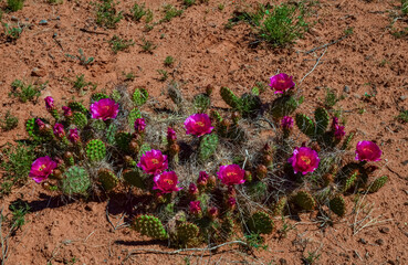 Flowering cactus plants, Pink flowers of Opuntia polyacantha in Canyonlands National Park, Utha