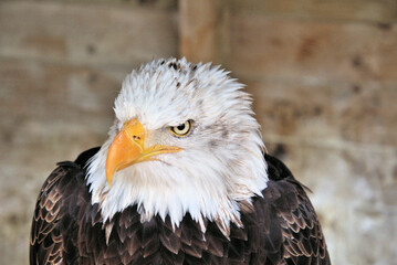 A close up of a Bald Eagle
