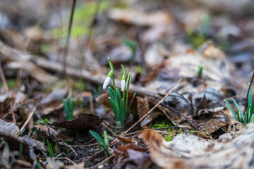 snowdrop on the ground in the forest