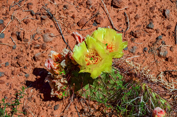 Flowering cactus plants, Yellow flowers of Opuntia polyacantha in Canyonlands National Park, Utha