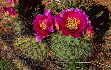 Flowering cactus plants, Pink flowers of Opuntia polyacantha in Canyonlands National Park, Utha