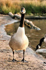 Fototapeta premium A view of a Canada Goose