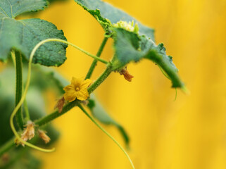 Yellow flower, cucumber plant vegetation, cucumber leaves in the garden, close up