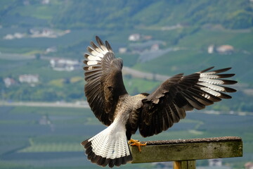 Greifvogel