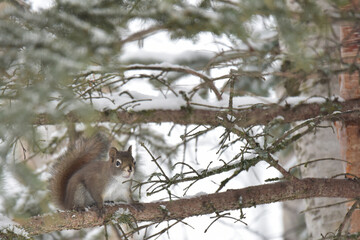 Naklejka na ściany i meble Red squirrel in a snowy white spruce tree