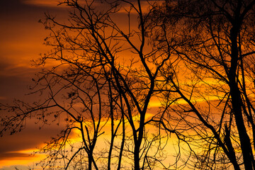 Pattern of dried tree braches texture against red sunset sky. Silhouette of brach of tree.