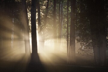 Illuminated pathway through the mighty trees at night. Scary forest scene. Tree silhouettes in the dark. Golden light. Panoramic image. Nature, environment. Silence, loneliness, gothic concepts © Alex Stemmer