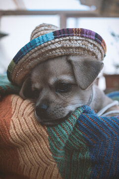 Cachorro Raza Chihuahua Con Sombrero