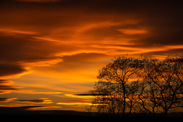 Fototapeta na wymiar Pattern of dried tree braches texture against red sunset sky. Silhouette of brach of tree.