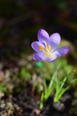 Purple crocus as a close up against a blurred background