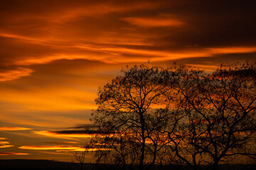Pattern of dried tree braches texture against red sunset sky. Silhouette of brach of tree.