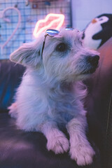 Perro blanco pelo largo con gafas de sol luces de neón