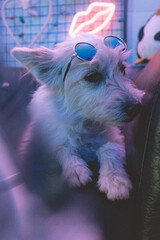 Perro blanco pelo largo con gafas de sol luces de neón
