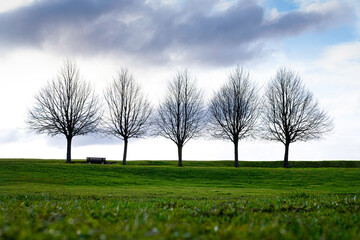 Beautiful spring or autumn landscape. Group of five bald trees with fresh green grass and blue sky. Lonely bench in the park alley on the hill. Nature awakening. Copy space, selective focus