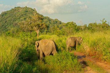 Obraz na płótnie Canvas Elephants in Sri Lanka, Habarana National Park green landscape.