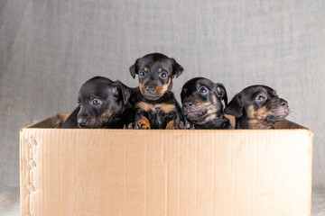 Adorable young Jack russell terrier puppies. The four dogs are in a cardboard box