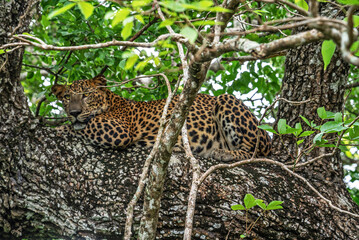 Fototapeta na wymiar Leopard wild animal laying on the tree in jungle, Yala National Park, Sri Lanka