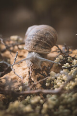 caracol encima de flores