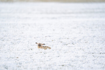 A newly born white lamb lies in the meadow, covered with snow. Seen from the behind. Winter on the farm