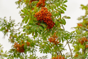 Red rowanberries natural bunch in autumn.