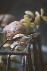 caracoles encima de una jaula