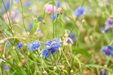 Field blue flowers in summer meadow