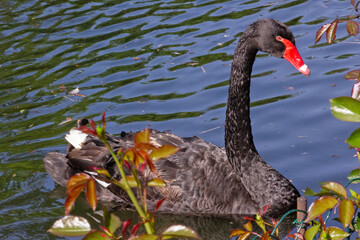Black swan swimming on the lake