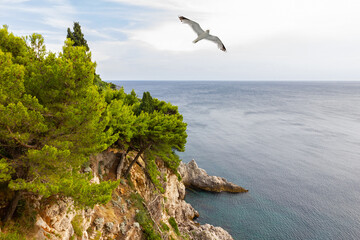 Fototapeta na wymiar Dubrovnik sea coast resort landscape with sea gull, Croatia