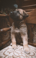 cachorro pastor sentado