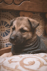 retrato cachorro pastor