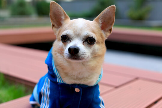 Portrait of a Chihuahua in a stylish blue suit sitting on a bench made of a terrace board against the backdrop of a picturesque courtyard