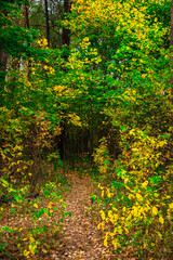 the road in the deciduous forest
