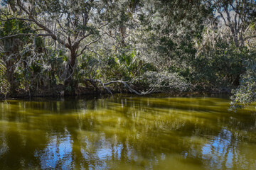 Fototapeta na wymiar Beautiful and natural Floridian Park