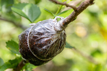 Air layering of a cultivar Chinese hibiscus (Hibiscus rosa-sinensis L.) in the botanical garden