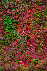 pink wild vine leaves in autumn
