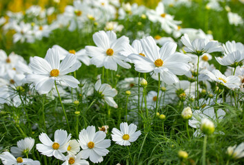 White cosmos flowers in the garden